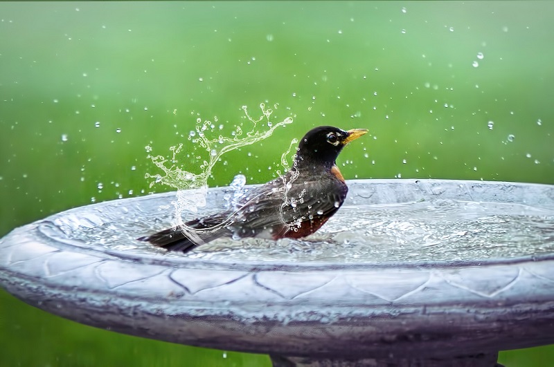 水浴びする鳥